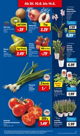 Aktueller Lidl Prospekt mit Blumen, "LIDL LOHNT SICH", Seite 5