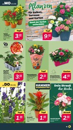 Blumentopf Angebot im aktuellen Netto mit dem Scottie Prospekt auf Seite 15