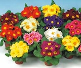 KISSEN-PRIMEL (PRIMULA ACAULIS) von  im aktuellen OBI Prospekt für 1,19 €