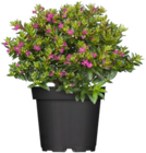 Hagebaumarkt Feucht Prospekt mit  im Angebot für 1,99 €
