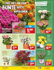 Ähnliche Blumenzwiebeln Angebote im Prospekt "Aktuelle Angebote" von Netto Marken-Discount in Rosenheim Ähnliche Angebote wie Blumenzwiebeln im Prospekt "Aktuelle Angebote" auf Seite 9 von Netto Marken-Discount in Rosenheim