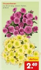 Chrysanthemen im Netto Marken-Discount Prospekt Chrysanthemen im aktuellen Netto Marken-Discount Prospekt für 2,49 €