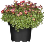 Steinbrech (Saxifraga) im Angebot bei Globus-Baumarkt in Leipzig Steinbrech (Saxifraga) Angebote bei Globus-Baumarkt Leipzig für 1,99 €