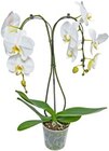 Aktuelles Orchidee Sonderformen Angebot bei Kaufland in Duisburg ab 12,99 €