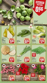 Pflanzen im REWE Prospekt in Dreieich Aktueller REWE Prospekt mit Pflanzen, "Dein Markt", Seite 9