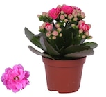 Plante d'intérieur à 1,79 € dans le catalogue Carrefour