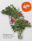 Pfingstrosen im Angebot bei tegut in Mühlhausen Pfingstrosen Angebote bei tegut Mühlhausen für 4,99 €