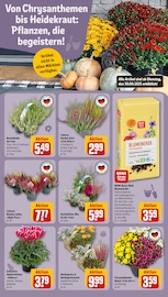 Aktueller REWE Prospekt mit Gartenerde, "Dein Markt", Seite 13