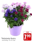 Herbstaster Quatro im Angebot bei E center in Offenburg Herbstaster Quatro Angebote bei E center Offenburg für 7,99 €