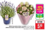 Echter Lavendel im Angebot bei Marktkauf in Schorndorf Echter Lavendel Angebote von EDEKA Herzstücke bei Marktkauf Schorndorf für 5,39 €