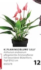 Flamingoblume 'Lilli' Angebote bei Dehner Garten-Center Mülheim für 12,99 €