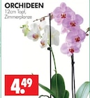 Orchideen im Angebot bei Wreesmann in Dresden Orchideen Angebote bei Wreesmann Dresden für 4,49 €