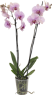 Orchidée phalaenopsis - GARDENLINE en promo chez Aldi Neuilly-sur-Seine à 7,89 €