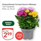 Chrysanthemen Carnaval Autumn Melange im Angebot bei GLOBUS in Erlangen Chrysanthemen Carnaval Autumn Melange Angebote bei GLOBUS Erlangen für 2,99 €