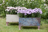 GLATTBLATT-ASTER Angebot in Herrngiersdorf GLATTBLATT-ASTER im aktuellen Prospekt bei Labertaler Fachmarkt in Herrngiersdorf