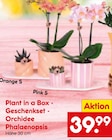 Plant in a Box - Geschenkset - Orchidee Phalaenopsis  im aktuellen Netto Marken-Discount Prospekt für 39,99 €