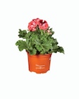 Pelargonium - Lidl à Saint-Étienne Pelargonium en promo chez Lidl Saint-Étienne à 2,79 €