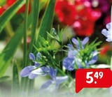 Blumenerde Angebote bei Raiffeisenmarkt Detmold für 5,49 €