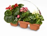 Beet und Balkon Mix im Angebot bei Netto Marken-Discount in Saarlouis Beet und Balkon Mix Angebote bei Netto Marken-Discount Saarlouis für 3,99 €
