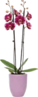 Orchidee (Phalaenopsis) für 8,99 € bei Globus-Baumarkt im Angebot Orchidee (Phalaenopsis) im aktuellen Globus-Baumarkt Prospekt