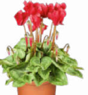 Alpenveilchen im Angebot bei Netto Marken-Discount in Kaiserslautern Alpenveilchen Angebote bei Netto Marken-Discount Kaiserslautern für 1,99 €