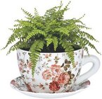 Pflanztasse für 14,99 € bei famila Nordwest im Angebot Pflanztasse im aktuellen famila Nordwest Prospekt