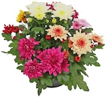 Chrysantheme im Angebot bei REWE in Pforzheim Chrysantheme Angebote bei REWE Pforzheim für 2,79 €