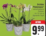 Aktuelles Orchidee Phalaenopsis Angebot bei E center in Dresden ab 9,99 €