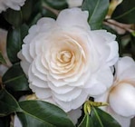 Kamelie von  im aktuellen Pflanzen Kölle Prospekt für 18,99 €