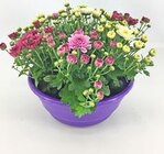Chrysanthemen-Mix in Schale bei Thomas Philipps im Wuppertal Prospekt für 3,99 €