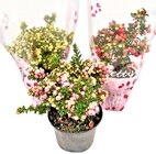 Pernettya Mix Topfmyrte im Angebot bei REWE in Erlangen Pernettya Mix Topfmyrte Angebote bei REWE Erlangen für 3,69 €