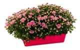 Jardinière de chrysanthèmes pompon à Truffaut dans Gravelotte Jardinière de chrysanthèmes pompon à Truffaut dans Gravelotte