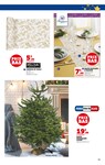 Sapin Nordmann Sapin Nordmann