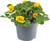 Fingerkraut von GROW by OBI im aktuellen OBI Prospekt für 3,99 €