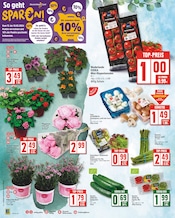 Pflanzen Angebote im Prospekt "Aktuelle Angebote" von EDEKA auf Seite 2