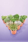 Succulente Pot 12 CM dans le catalogue Netto