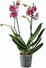 Orchidée 2 tiges en promo chez Lidl Dunkerque à 7,89 €