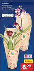Orchidee Angebote bei Netto Marken-Discount Reutlingen für 8,99 €