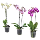 Aktuelle Zimmerpflanzen Angebote bei IKEA in Stuttgart Aktuelles Pflanze Orchidee/2 Stängel Angebot bei IKEA in Stuttgart ab 7,99 €