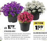 Stauden-Mix Angebote bei OBI Wolfsburg für 1,79 €