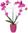 Orchidee im Übertopf im Angebot bei Kaufland in Augsburg Orchidee im Übertopf Angebote bei Kaufland Augsburg für 19,99 €