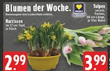 Narzissen Angebote bei EDEKA Hückelhoven für 2,99 €