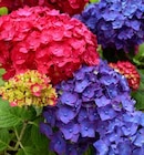 Hydrangea Endless Summer Angebote bei OBI Erlangen für 19,99 €