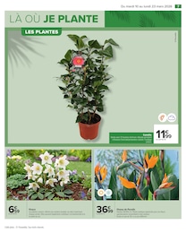 Offre Camélia dans le catalogue Carrefour du moment à la page 7