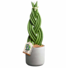 Hagebaumarkt Aalen - Bogenhanf in Keramik Angebot im Prospekt Bogenhanf in Keramik bei Hagebaumarkt im Aalen Prospekt für 14,99 €