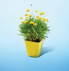 Coreopsis Pot 17 cm dans le catalogue Netto