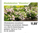 Aktuelles Rhododendron "Bloombux" Angebot bei OBI in Duisburg ab 11,99 €