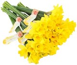 Feld-Narzissen im Angebot bei REWE in Dessau-Roßlau Feld-Narzissen Angebote von REWE Beste Wahl bei REWE Dessau-Roßlau für 0,99 €