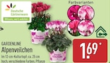 Aktuelle Alpenveilchen Angebote bei ALDI Nord in Essen Aktuelles Alpenveilchen Angebot bei ALDI Nord in Essen ab 1,69 €
