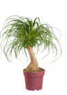 Beaucarnea - Lidl à Quimper Beaucarnea en promo chez Lidl Quimper à 12,99 €